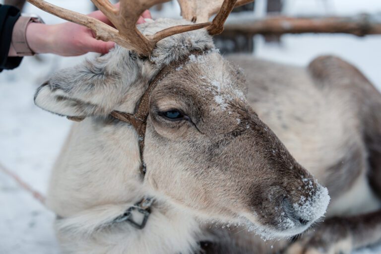 Flittern am Polarkreis mit -25°C